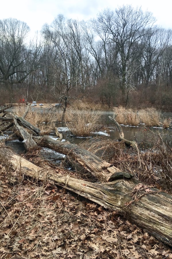 A photo of a small swamp in the winter. The sky is grey and the tall trees in the background are bare. The swamp has very shallow water mottled with clusters of dead brush. There is a large dead tree in the foreground on a bed of fallen brown leaves.