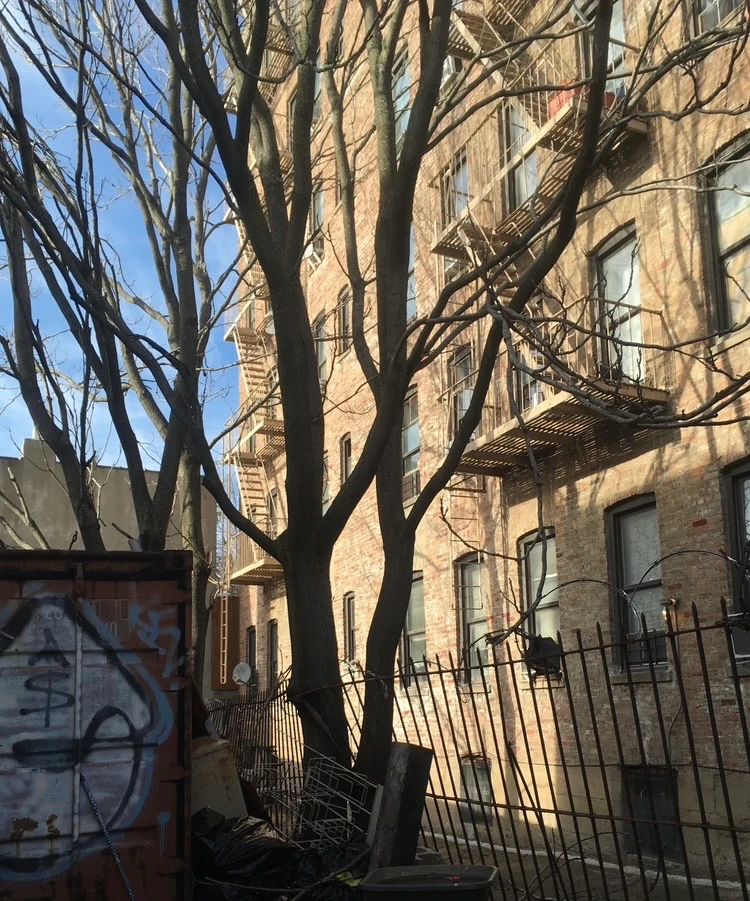 A photo of the back of a Queens, NY, apartment in daylight. The apartment block is at least five storeys, but it continues beyond the photograph. The apartment has windows that have white shades pulled down and many fire escapes. There is a TV dish on the first floor far left end. Behind the apartment, there is a broken metal picket fence, leaning over, but not collapsed. Behind that is filled with debris, including a broken shopping cart, a tub of some sort, and a large black trash bag. In the bottom left of the photo, there is a shipping container with graffiti, dominated by a white 'e' with a black border, and the characters 'a' and '$' spray painted within the 'e'.