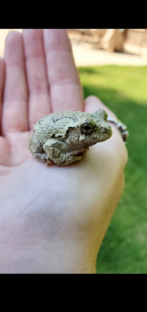 A closeup photo, in portrait, of a small, pale green frog with random black spots and lines on its body. The frog sits neatly in a white person’s hand. Their thumb, blurry due to the focal point of the frog, has a ring. There are horizontal black bars on the top and bottom of the photo.